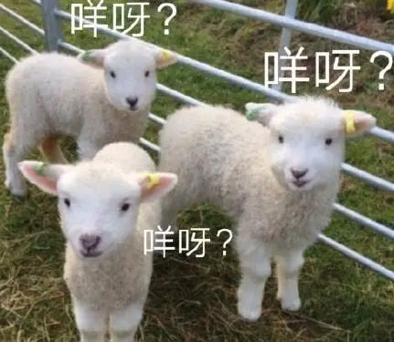 数羊羊.jpg
